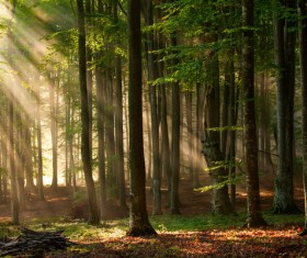 Sunlight through the forest Stock Photo 02