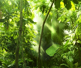 Sunlight through the forest Stock Photo 02