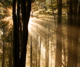 Sunlight through the forest Stock Photo 03