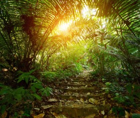 Sunlight through the forest Stock Photo 03