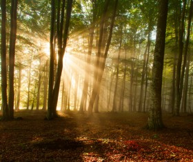 Sunlight through the forest Stock Photo 04