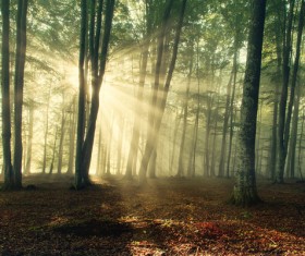 Sunlight through the forest Stock Photo 05