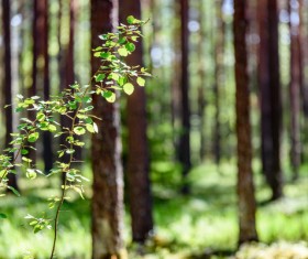 Sunlight through the forest Stock Photo 06