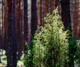 Sunlight through the forest Stock Photo 07