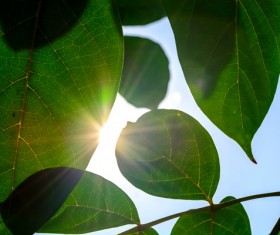 Sunlight through the leaves Stock Photo