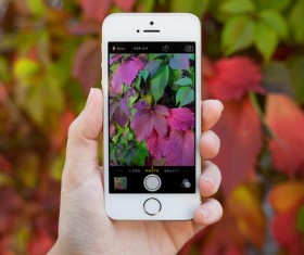 Take photo with iPhone smartphone Stock Photo