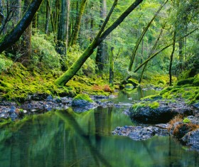 The brook in the forest Stock Photo