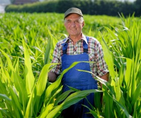 The farmer standing in the corn field Stock Photo