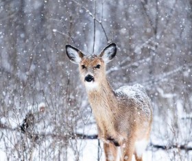 The fawn in the snow Stock Photo