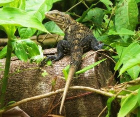 The lizards in the grass Stock Photo