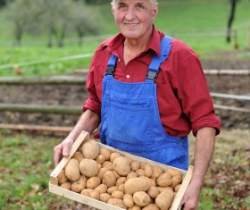 The old man holds the harvested potatoes Stock Photo