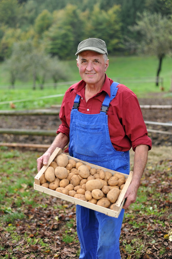 The old man holds the harvested potatoes Stock Photo