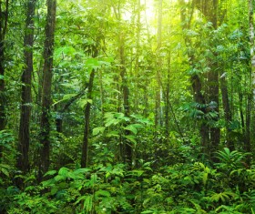 Tropical rain forest landscape Stock Photo 01