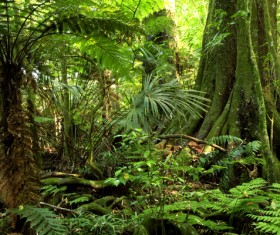 Tropical rain forest landscape Stock Photo 02