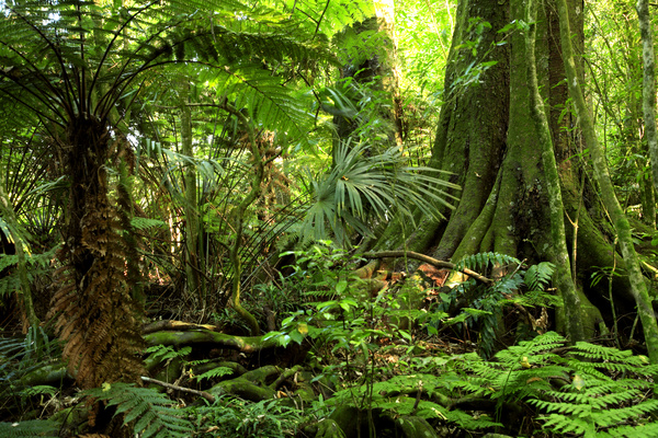 Tropical rain forest landscape Stock Photo 02