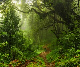Tropical rain forest landscape Stock Photo 03