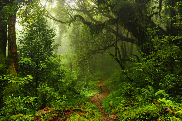 Tropical rain forest landscape Stock Photo 03