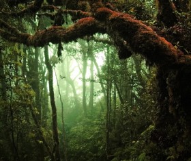 Tropical rain forest landscape Stock Photo 04