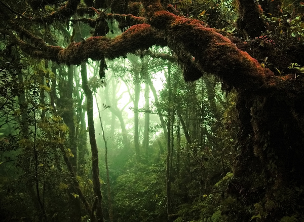 Tropical rain forest landscape Stock Photo 04