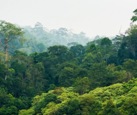 Tropical rain forest landscape Stock Photo 05