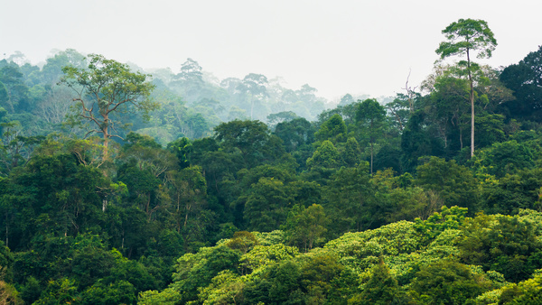 Tropical rain forest landscape Stock Photo 05