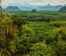 Tropical rain forest landscape Stock Photo 06