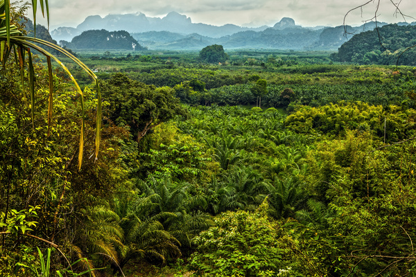 Tropical rain forest landscape Stock Photo 06