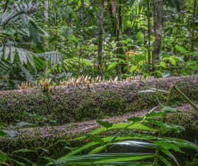 Tropical rain forest landscape Stock Photo 08