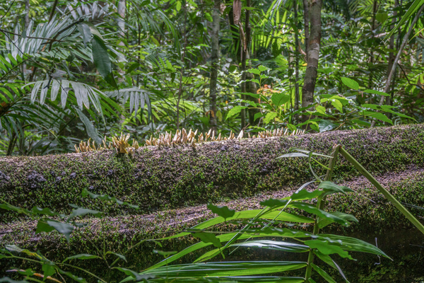 Tropical rain forest landscape Stock Photo 08