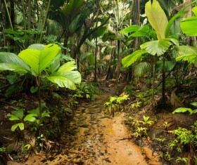 Tropical rain forest landscape Stock Photo 09