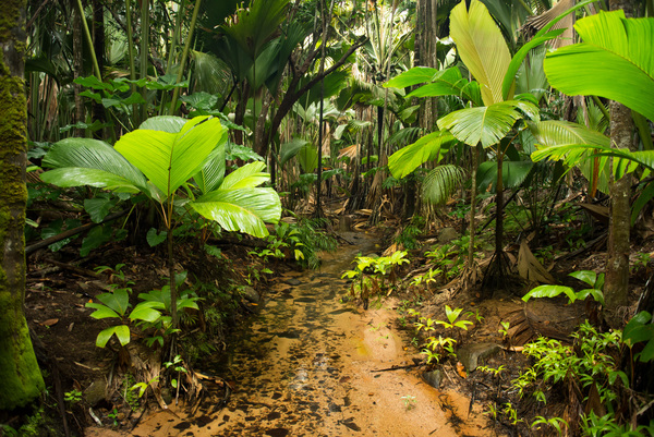 Tropical rain forest landscape Stock Photo 09