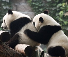 Two pandas playing together Stock Photo