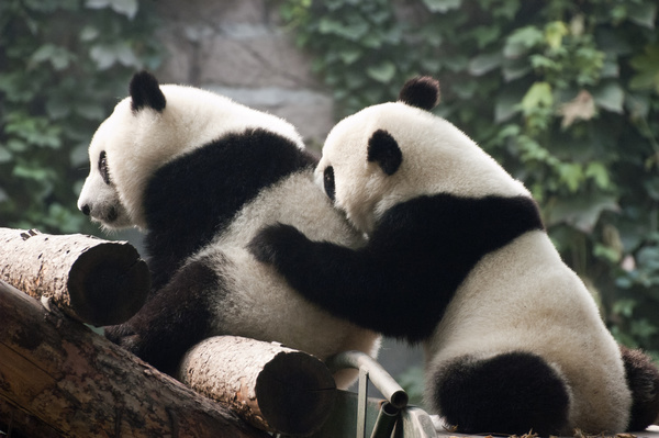 Two pandas playing together Stock Photo