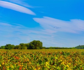Vineyard landscape under the blue sky Stock Photo