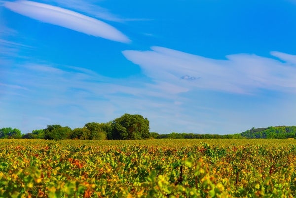 Vineyard landscape under the blue sky Stock Photo