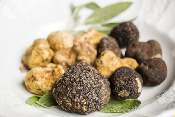 White truffle and black truffle Stock Photo