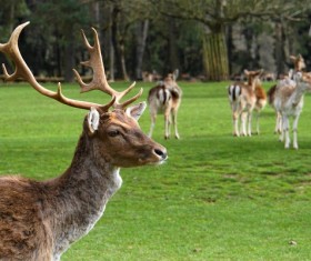 Wild Fallow deer Stock Photo