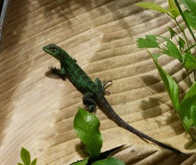Wild Green Chameleon Stock Photo