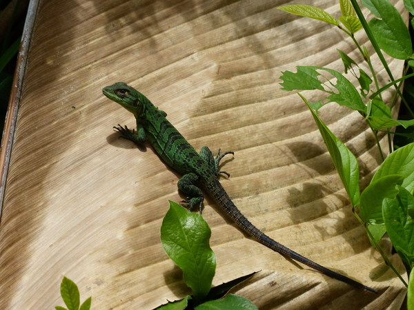 Wild Green Chameleon Stock Photo