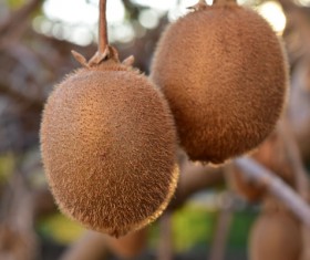Wild fruit kiwi Stock Photo