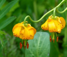 Wild yellow orchid Stock Photo