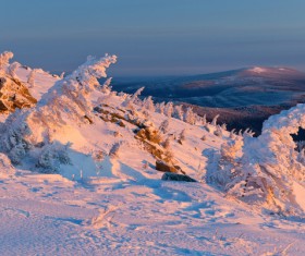 Winter cedar landscape Stock Photo 01