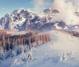 Winter cedar landscape Stock Photo 02