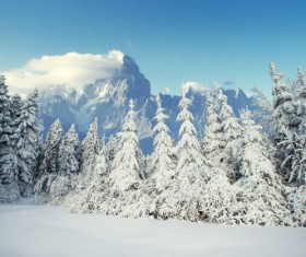 Winter cedar landscape Stock Photo 03