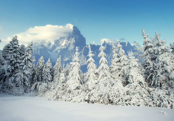 Winter cedar landscape Stock Photo 03