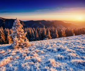 Winter cedar landscape Stock Photo 04