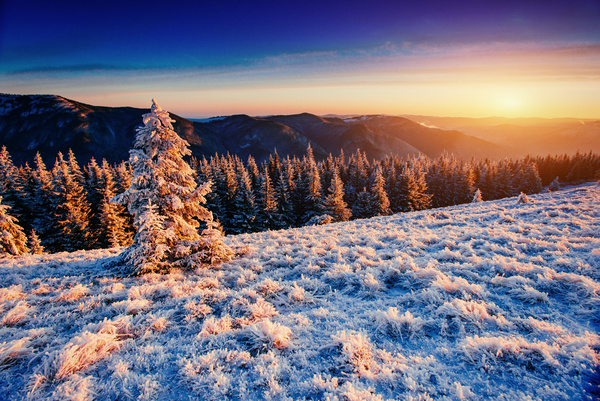 Winter cedar landscape Stock Photo 04