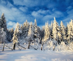 Winter cedar landscape Stock Photo 05