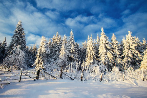 Winter cedar landscape Stock Photo 05