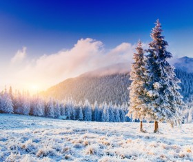 Winter cedar landscape Stock Photo 06